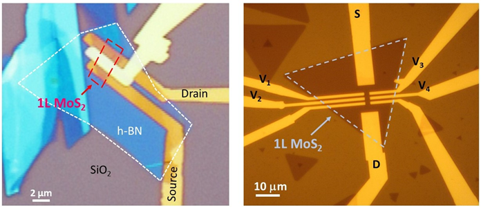 Fabricating single-layer MoS2 and WSe2 transistors