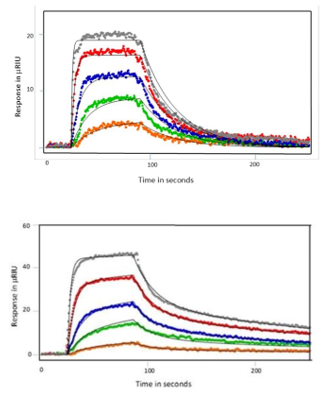 SH3 protein binding