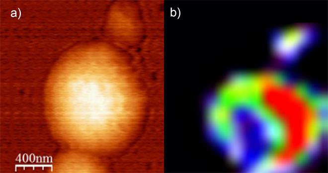 AFM topography image (A) and TERS image (B) of carbon nanotubes using SPF/AFM Raman